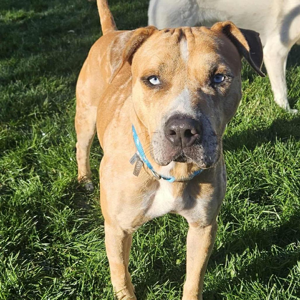 Andy, Adoptable, Adult Male American Staffordshire Terrier & Bullmastiff.