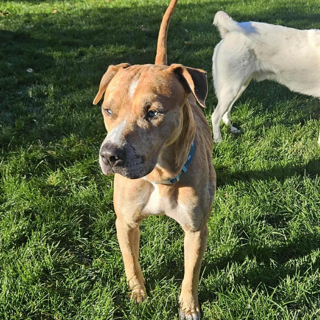Andy, a Adoptable mixed breed image 3/5