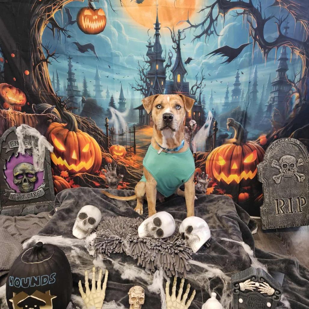 Andy, a Adoptable mixed breed image 4/5