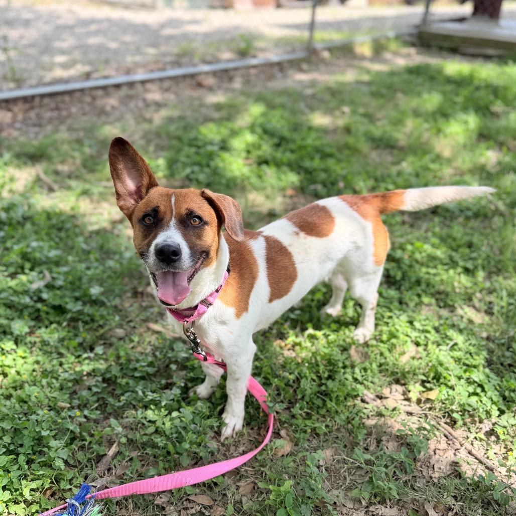 Topo Chico, Adoptable, Adult Female Jack Russell Terrier.