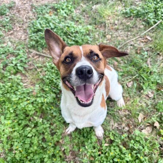 Enlarge Topo Chico, a Adoptable mixed breed in Carencro, LA image 3/6