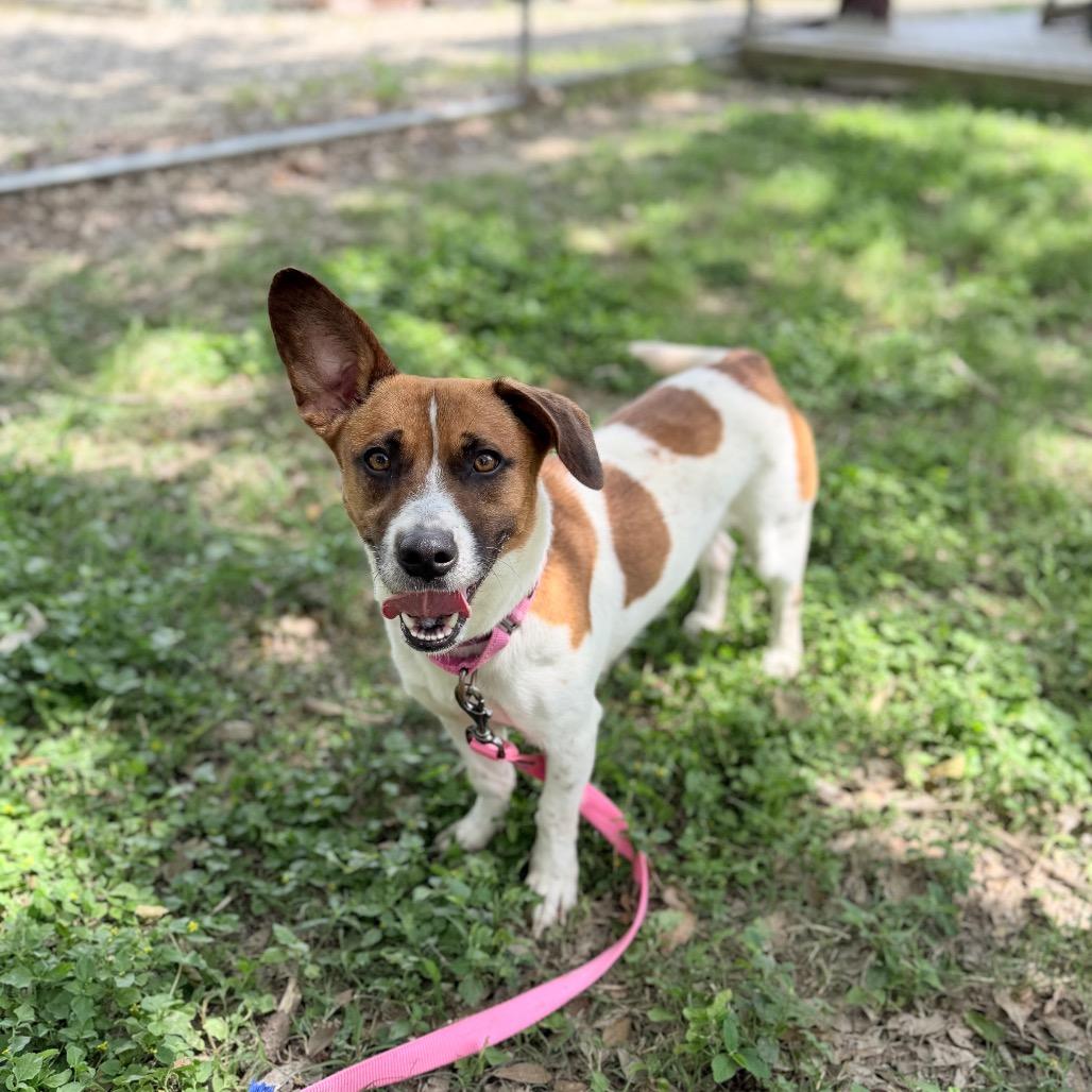 Enlarge Topo Chico, a Adoptable mixed breed in Carencro, LA image 4/6