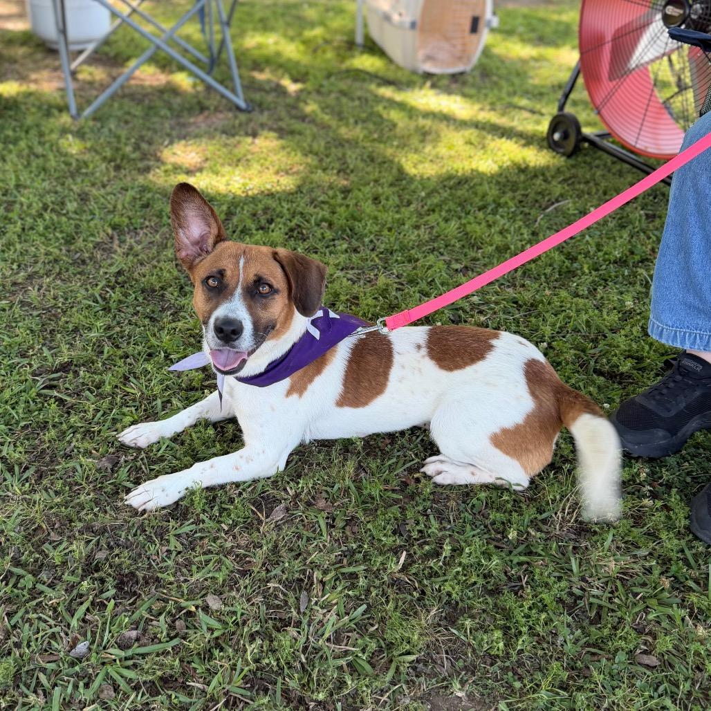 Enlarge Topo Chico, a Adoptable mixed breed in Carencro, LA image 5/6