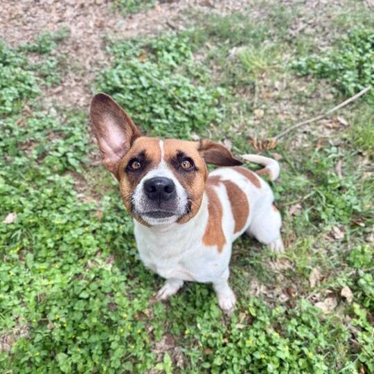 Enlarge Topo Chico, a Adoptable mixed breed in Carencro, LA image 6/6
