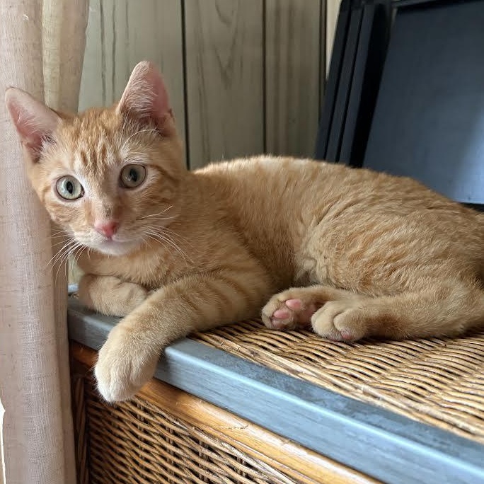 Mango, Adoptable, Young Male American Shorthair.
