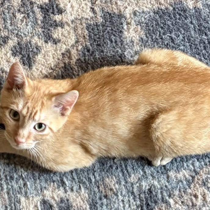 Mango, a Adoptable American Shorthair image 2/6
