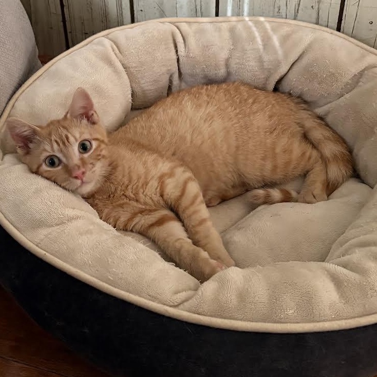 Mango, a Adoptable American Shorthair image 3/6
