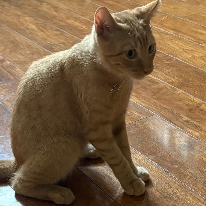 Mango, a Adoptable American Shorthair image 6/6