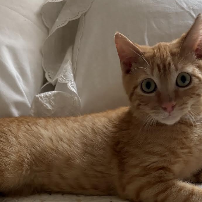 Mango, a Adoptable American Shorthair image 5/6