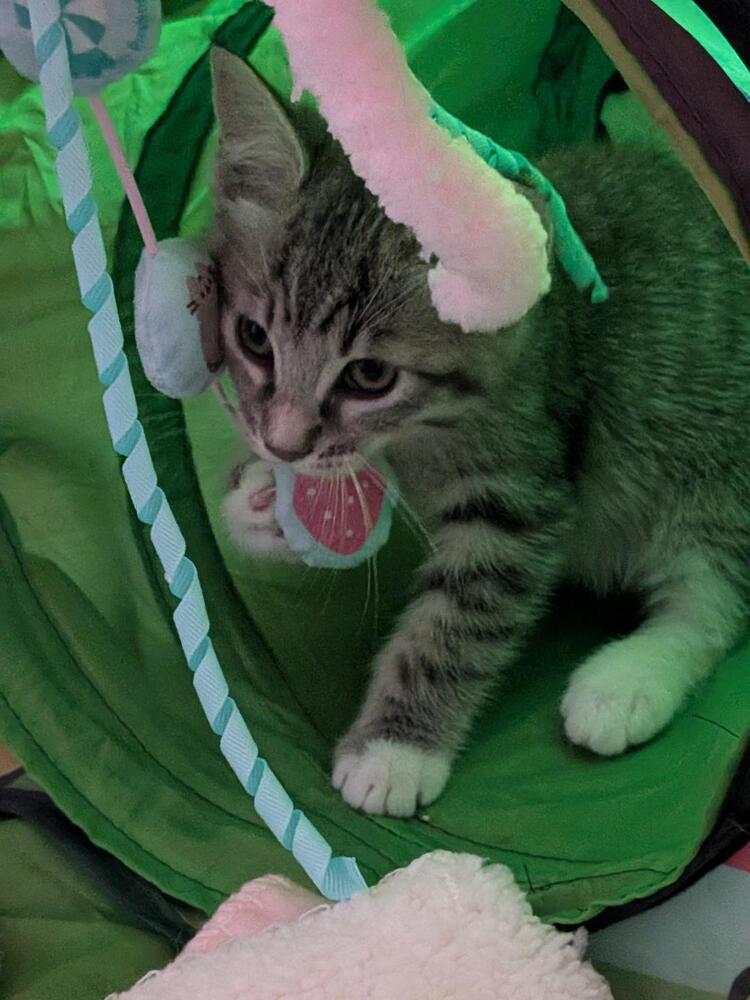 Enlarge Cracker, a Adoptable Domestic Short Hair in Oceanside, CA image 2/5