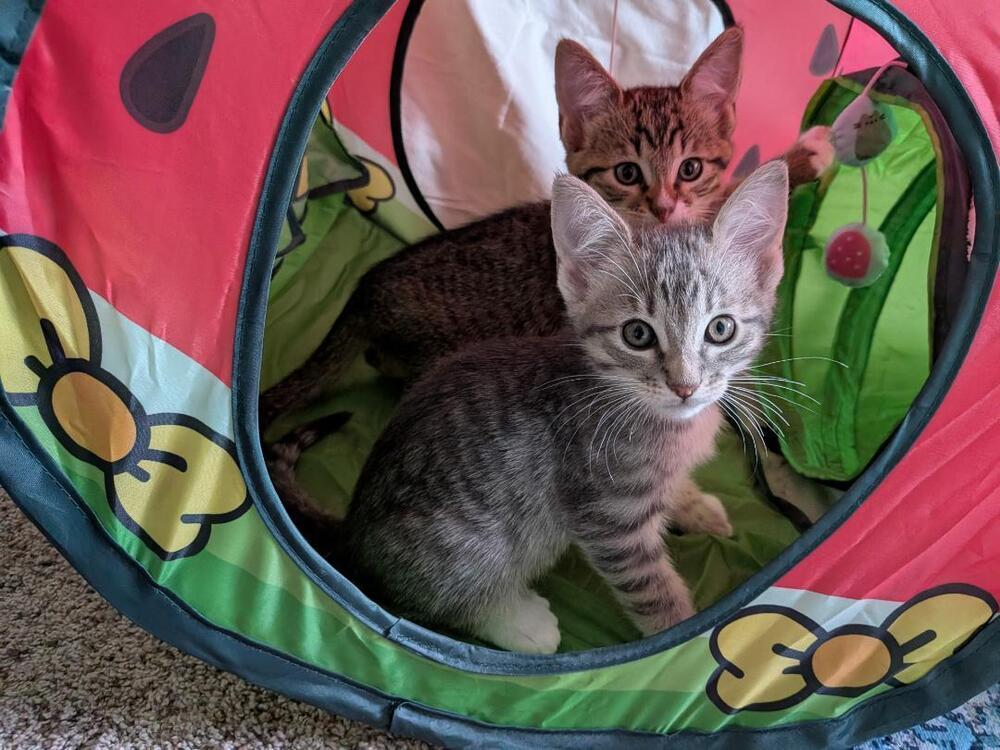 Enlarge Cracker, a Adoptable Domestic Short Hair in Oceanside, CA image 3/5