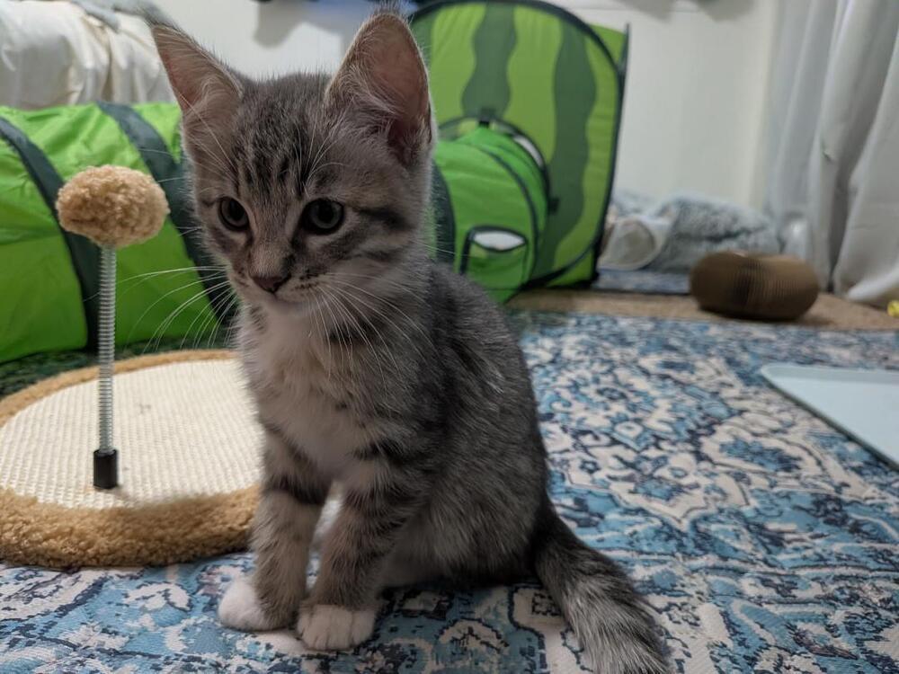 Enlarge Cracker, a Adoptable Domestic Short Hair in Oceanside, CA image 4/5