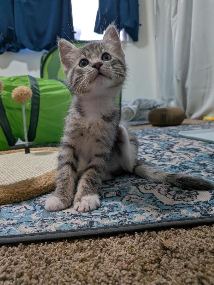 Enlarge Cracker, a Adoptable Domestic Short Hair in Oceanside, CA image 5/5