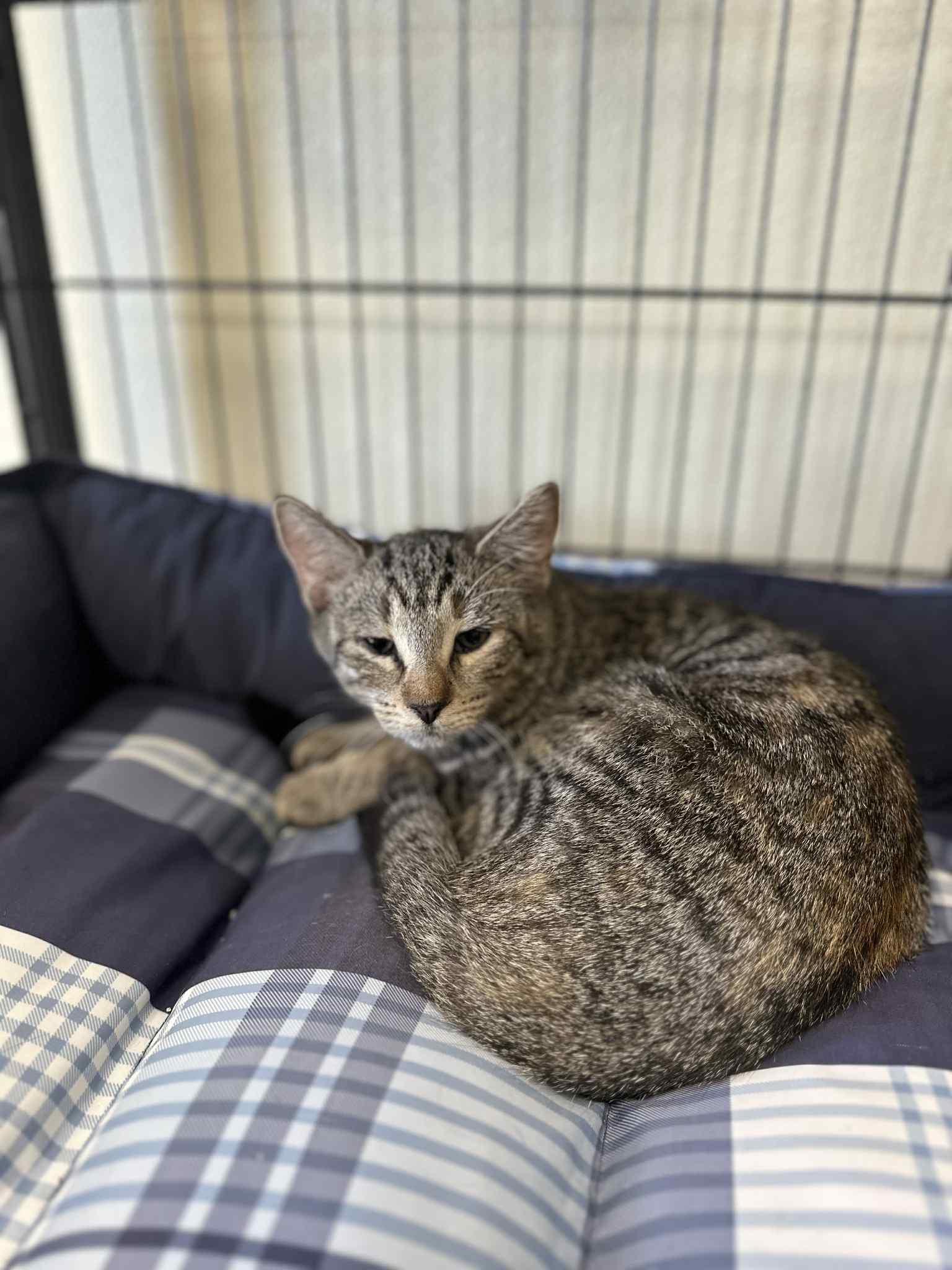 Slider, an adoptable Domestic Short Hair in Myerstown, PA image 1/2