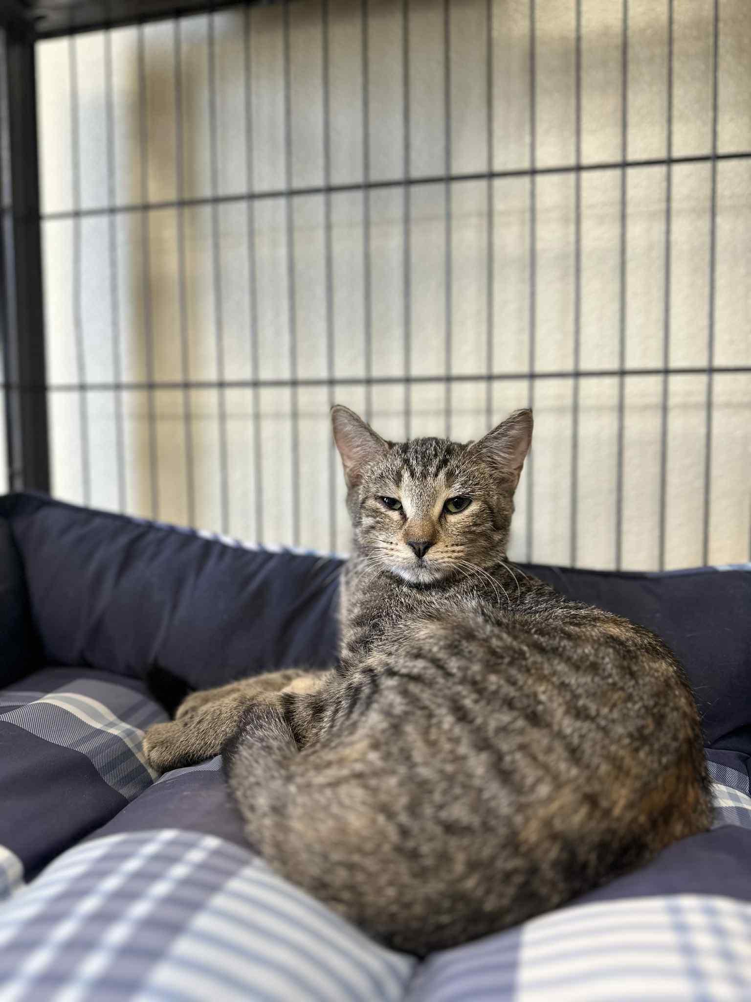 Slider, an adoptable Domestic Short Hair in Myerstown, PA image 2/2