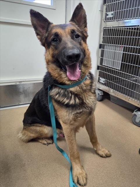 DEAN, Adoptable, Adult Male German Shepherd Dog.