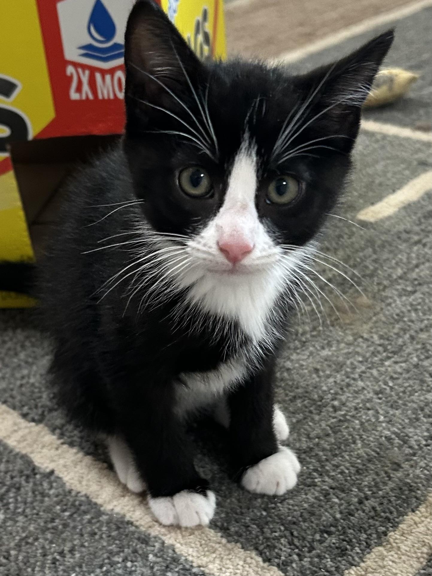 Enlarge Ivan, a Adoptable Tuxedo in Jeffersonville, IN image 1/1