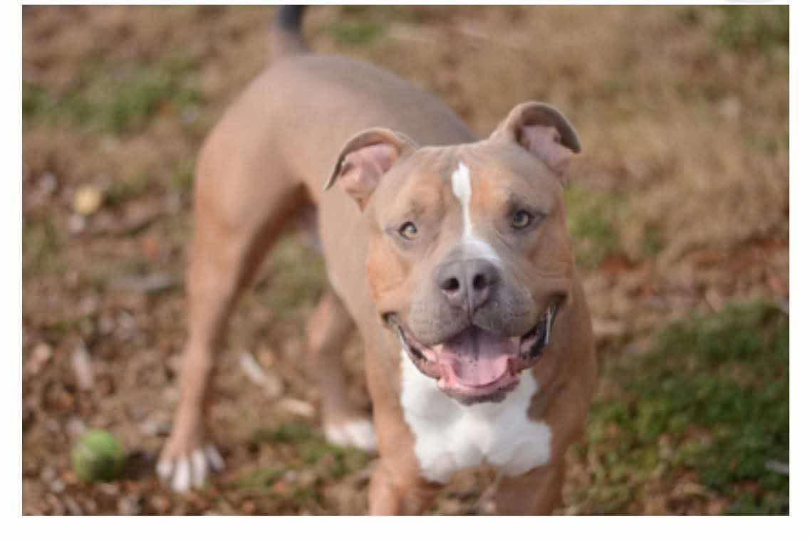 Enlarge Pippin, an adopted Pit Bull Terrier in Roaring Spring, PA image 1/1