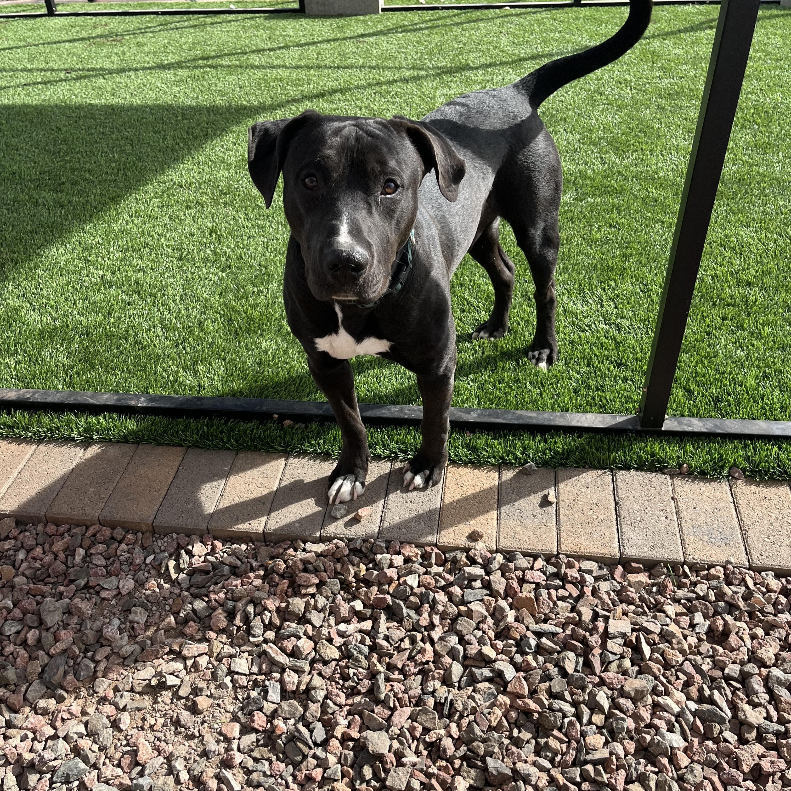 FRANKIE, ADOPTABLE, Young Male Pit Bull Terrier.