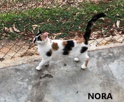 Enlarge Nora, a ADOPTABLE Calico in Washington, GA image 2/3