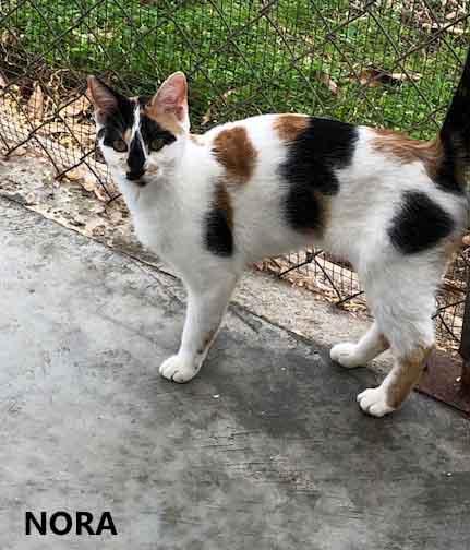 Enlarge Nora, a ADOPTABLE Calico in Washington, GA image 1/3