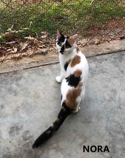 Enlarge Nora, a ADOPTABLE Calico in Washington, GA image 3/3