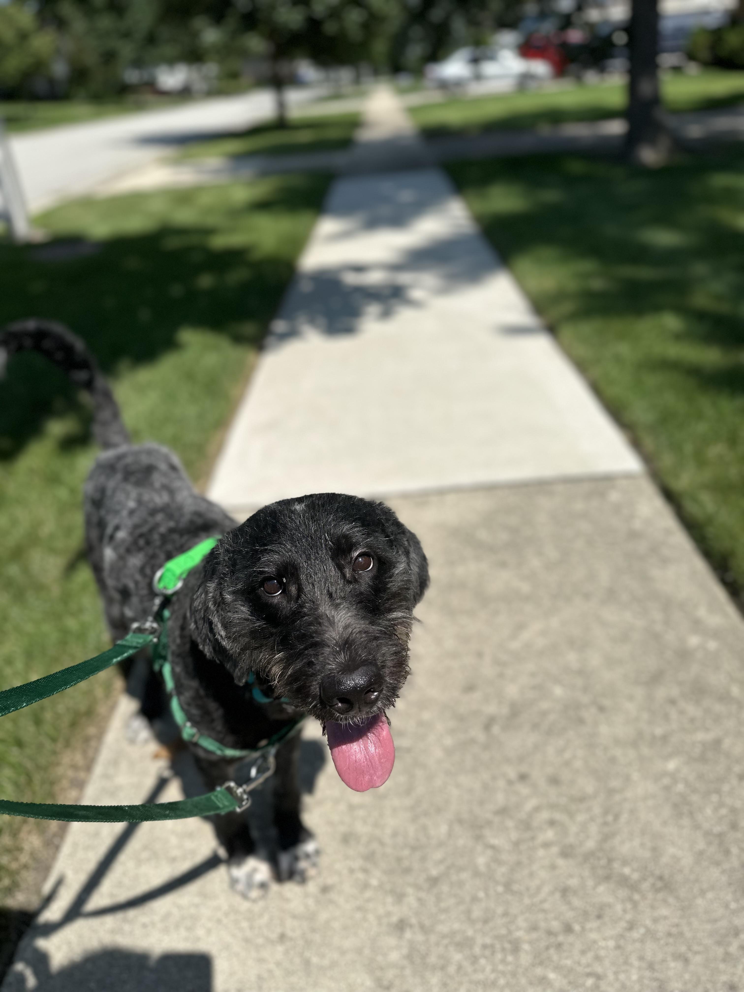 Enlarge Noodle, a ADOPTABLE mixed breed in Schaumburg, IL image 2/5