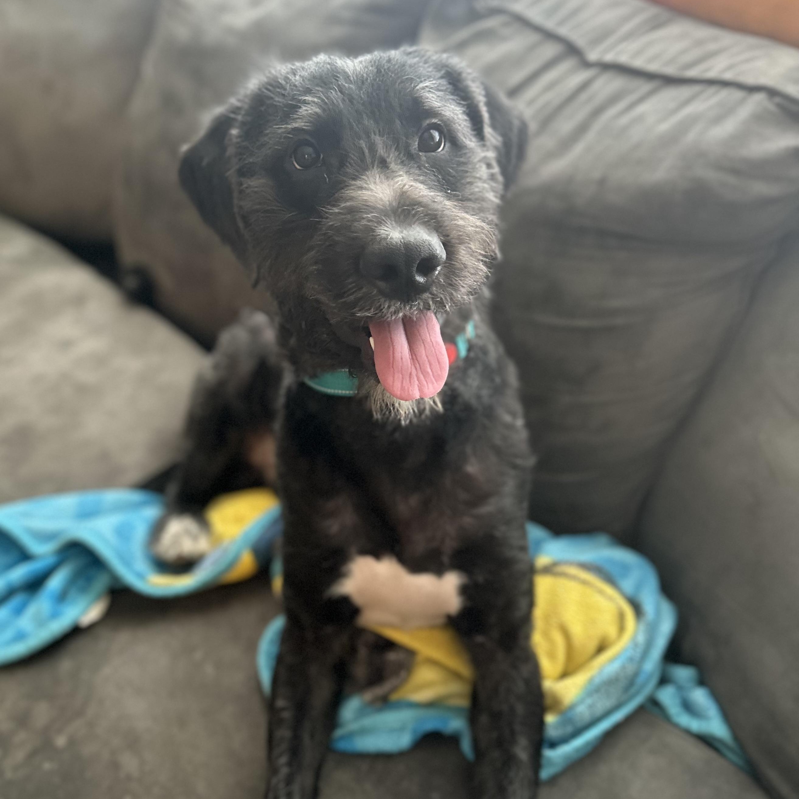 Enlarge Noodle, a ADOPTABLE mixed breed in Schaumburg, IL image 5/5