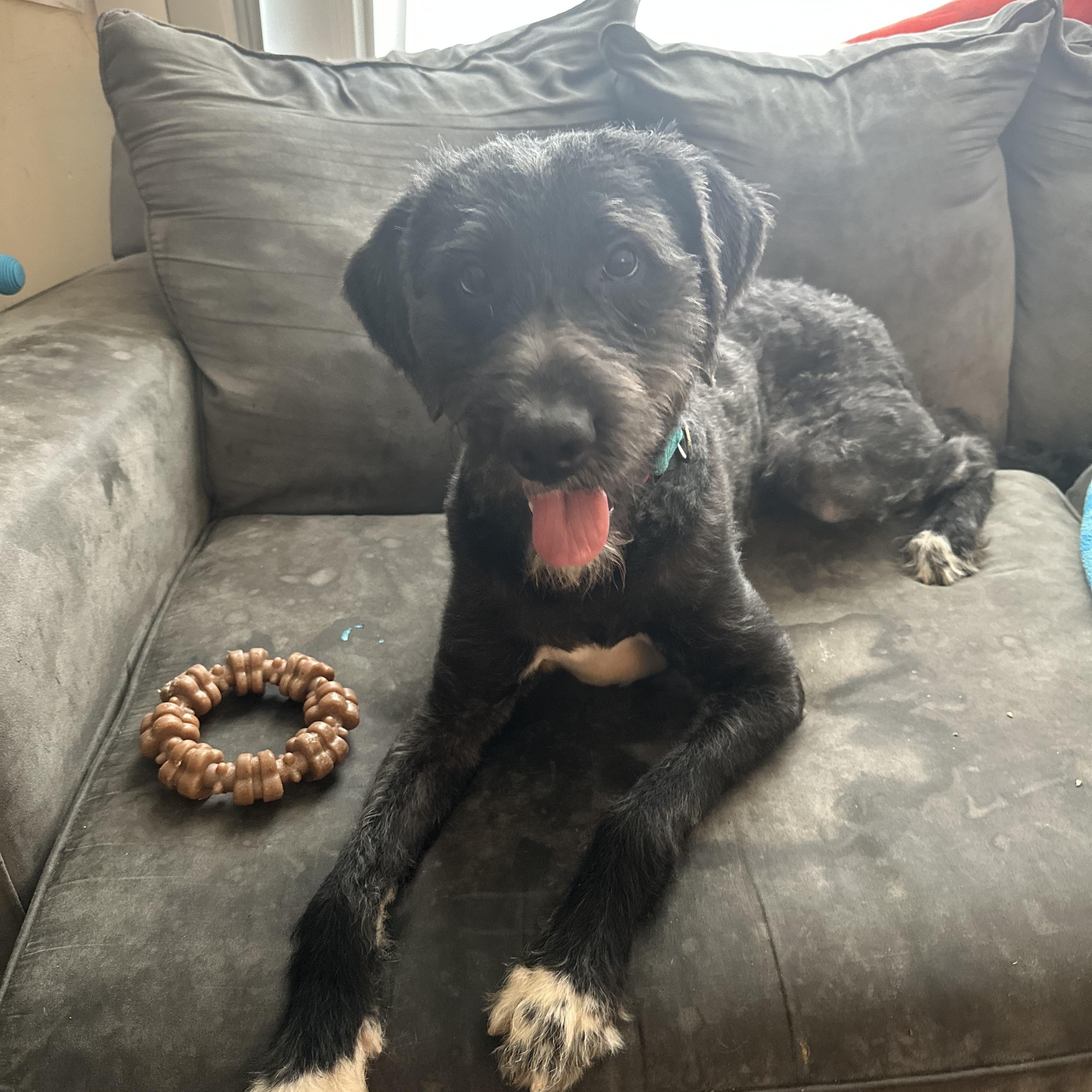Enlarge Noodle, a ADOPTABLE mixed breed in Schaumburg, IL image 4/5