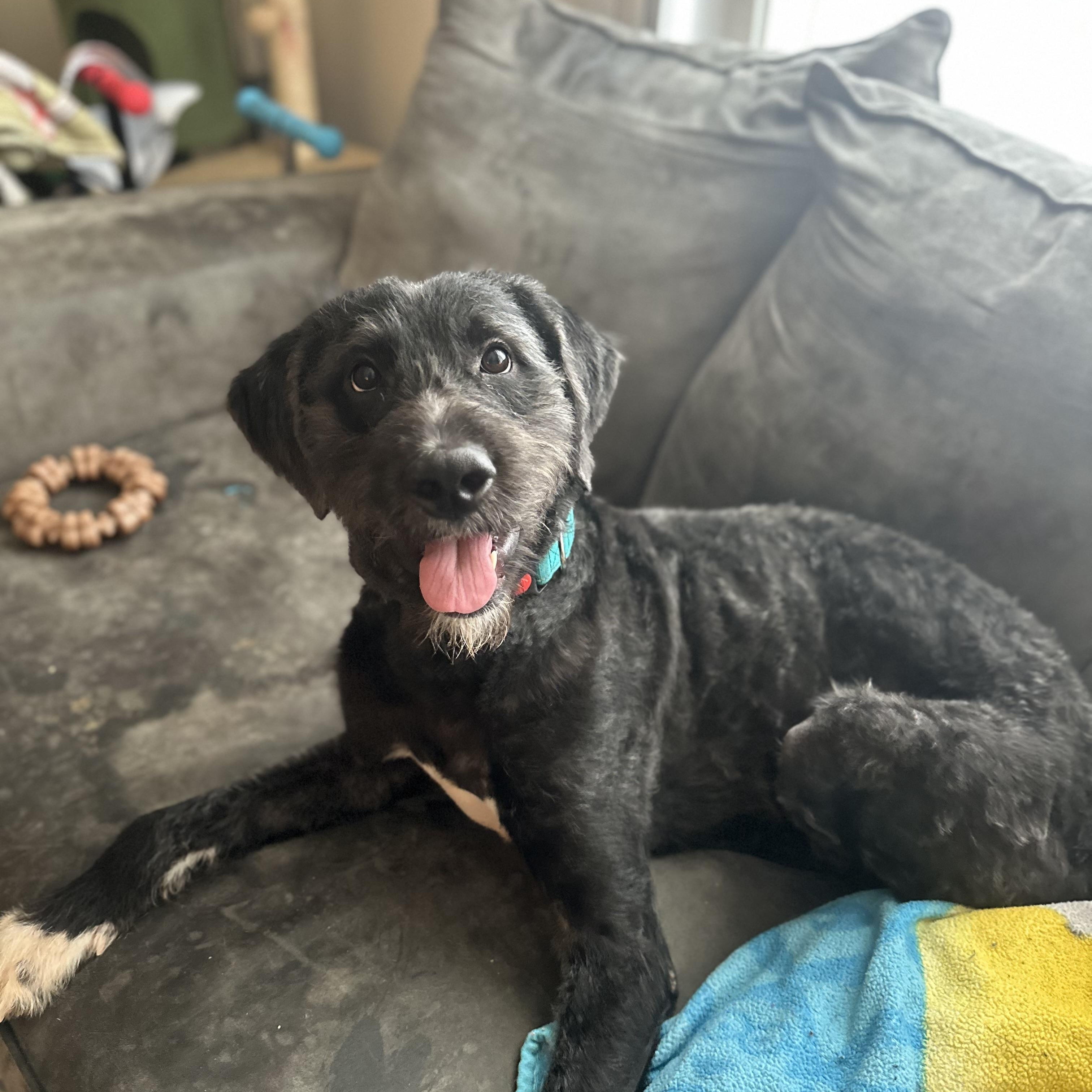 Noodle, ADOPTABLE, Young Male Standard Poodle & Labradoodle.