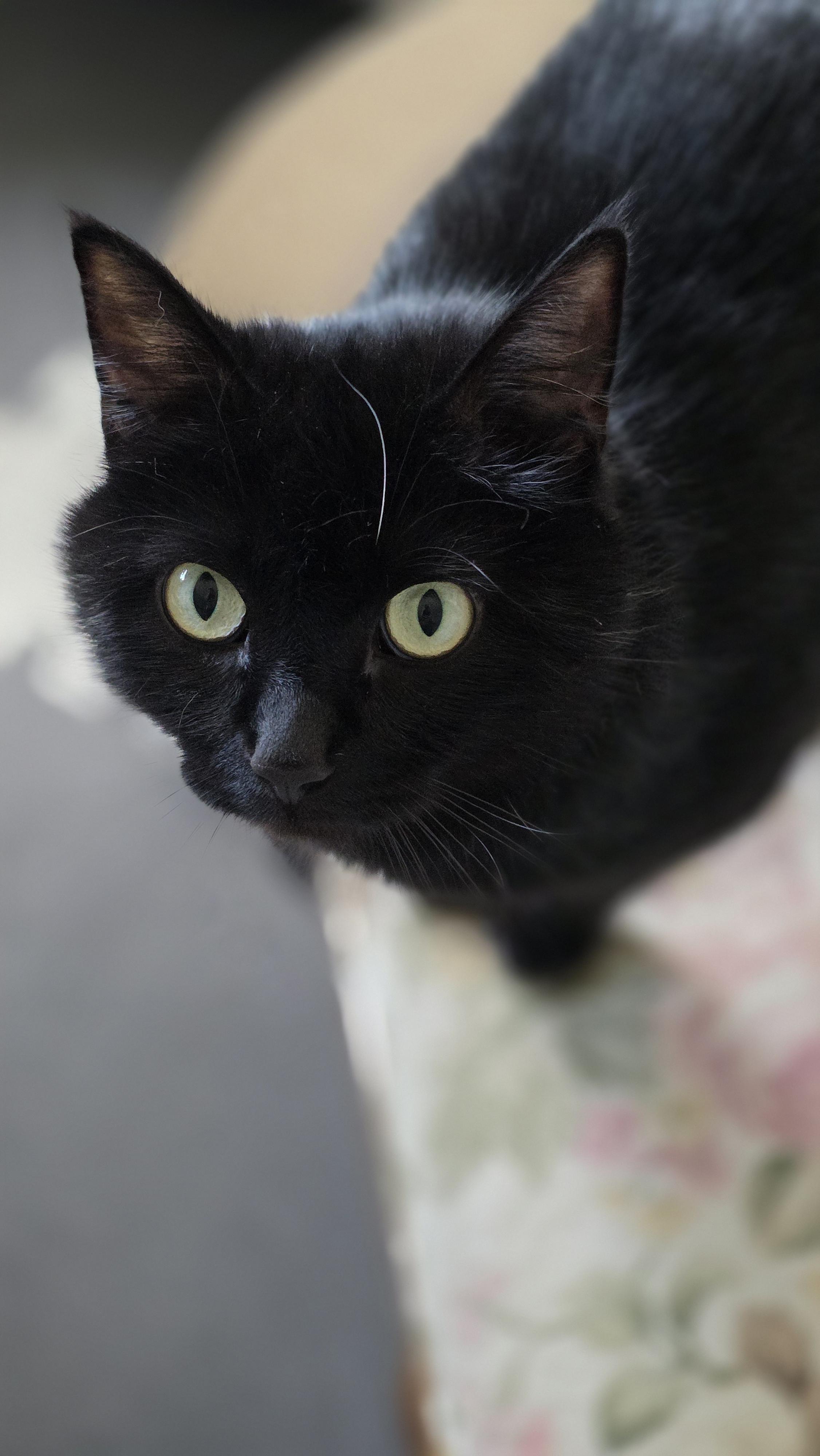 Onyx, Adoptable, Young Female Domestic Short Hair & Domestic Medium Hair.