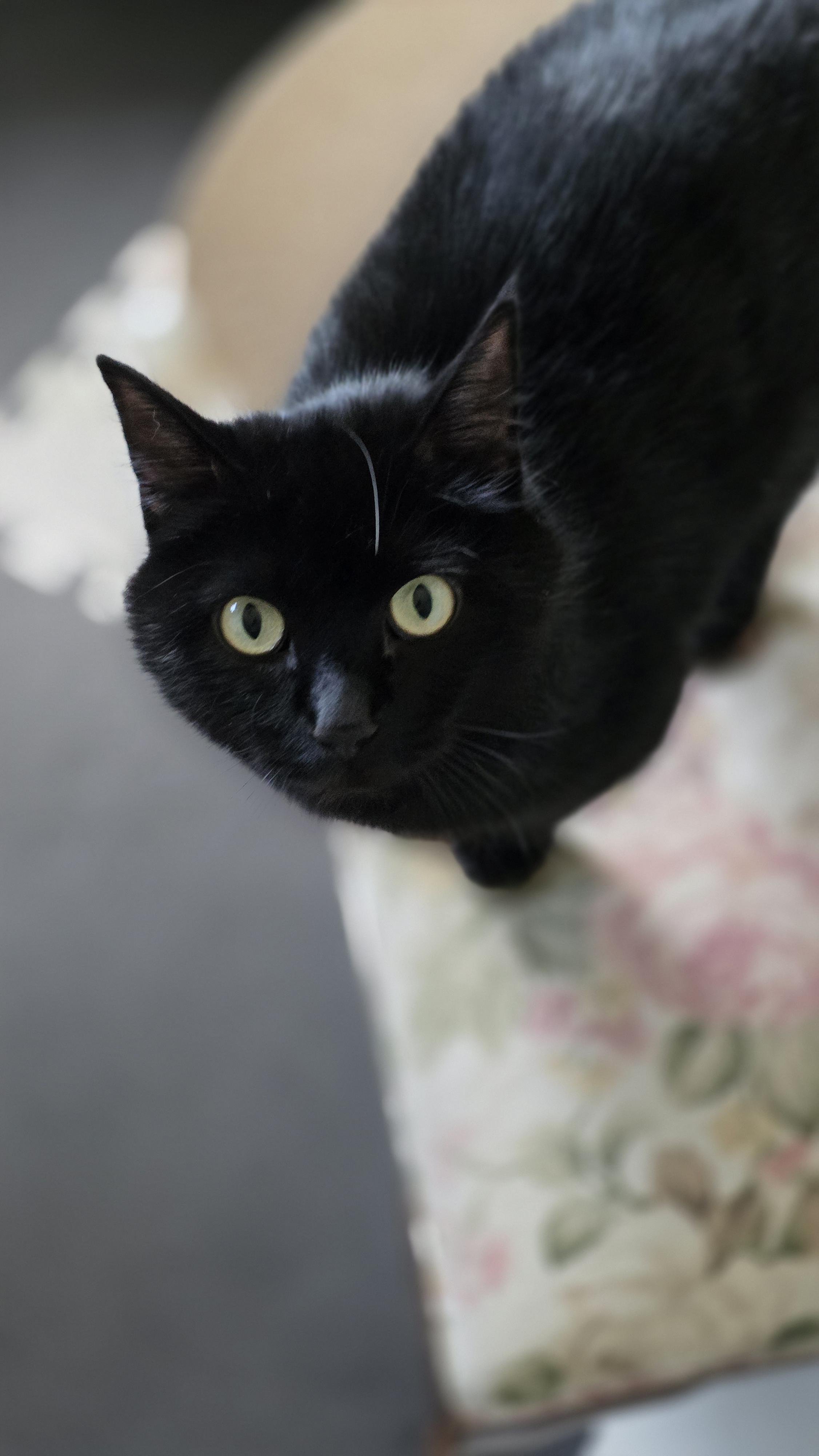Onyx, a Adoptable mixed breed in Kamloops, BC image 2/6