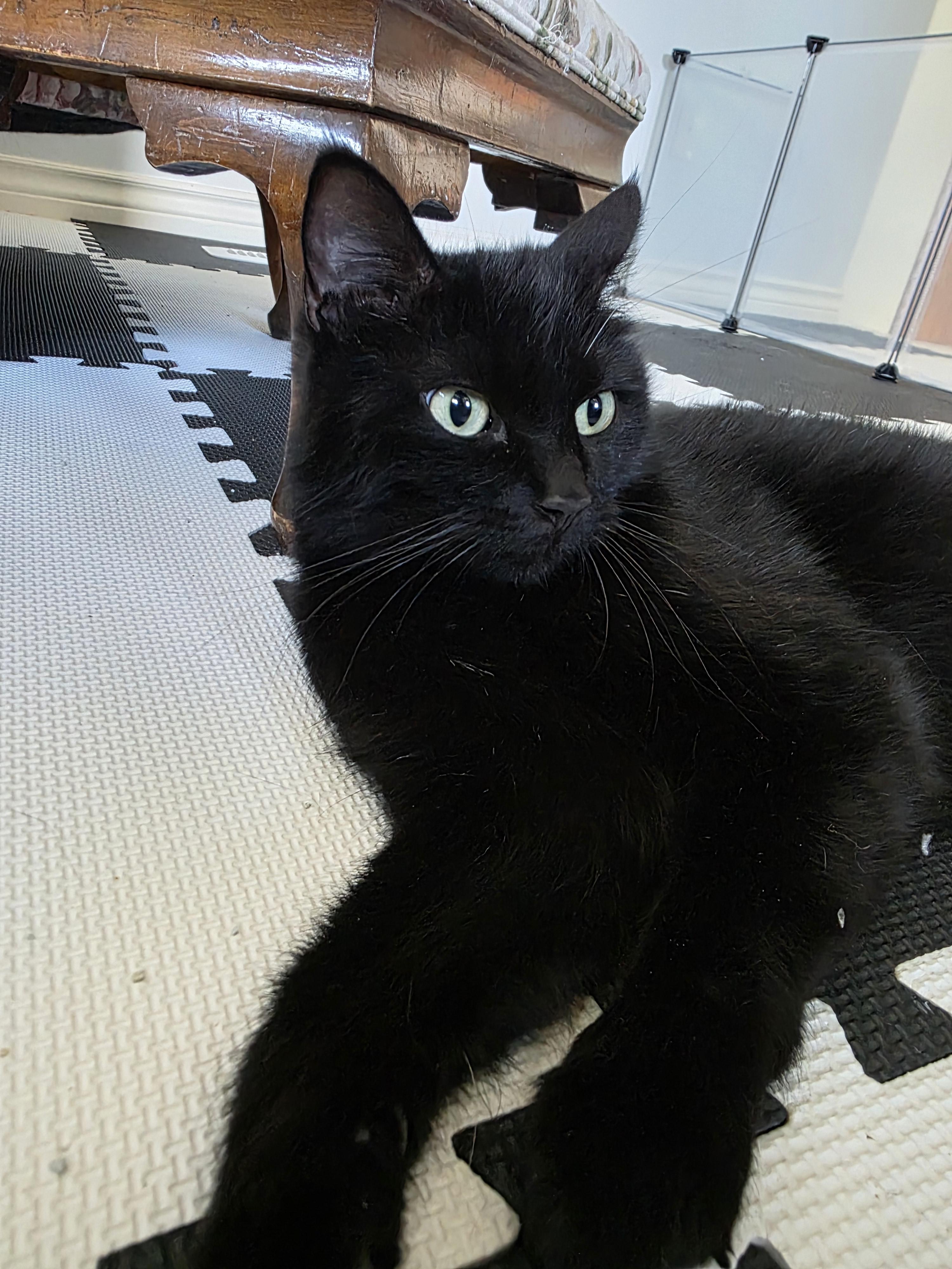 Onyx, a Adoptable mixed breed in Kamloops, BC image 3/6