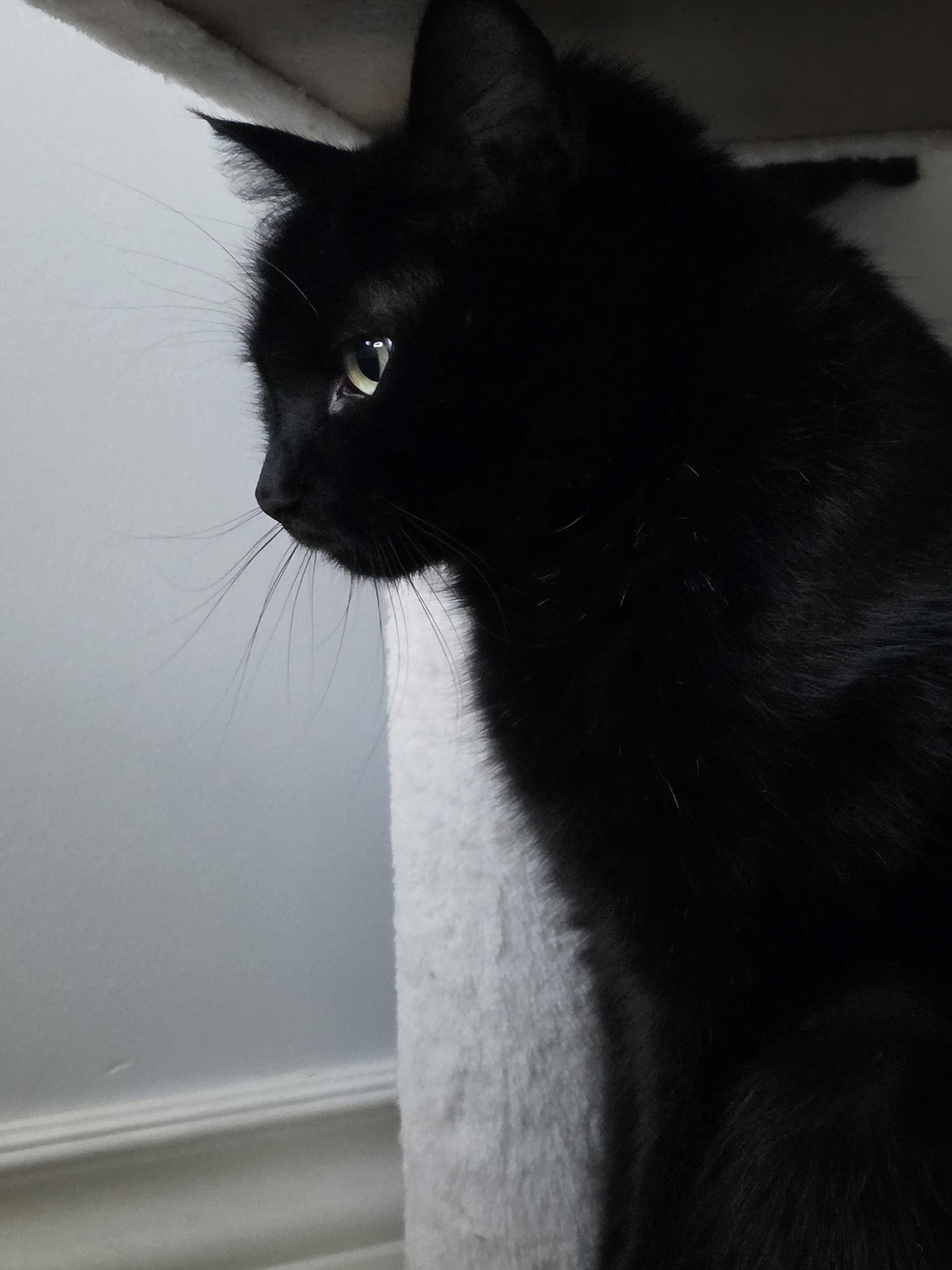 Onyx, a Adoptable mixed breed in Kamloops, BC image 4/6