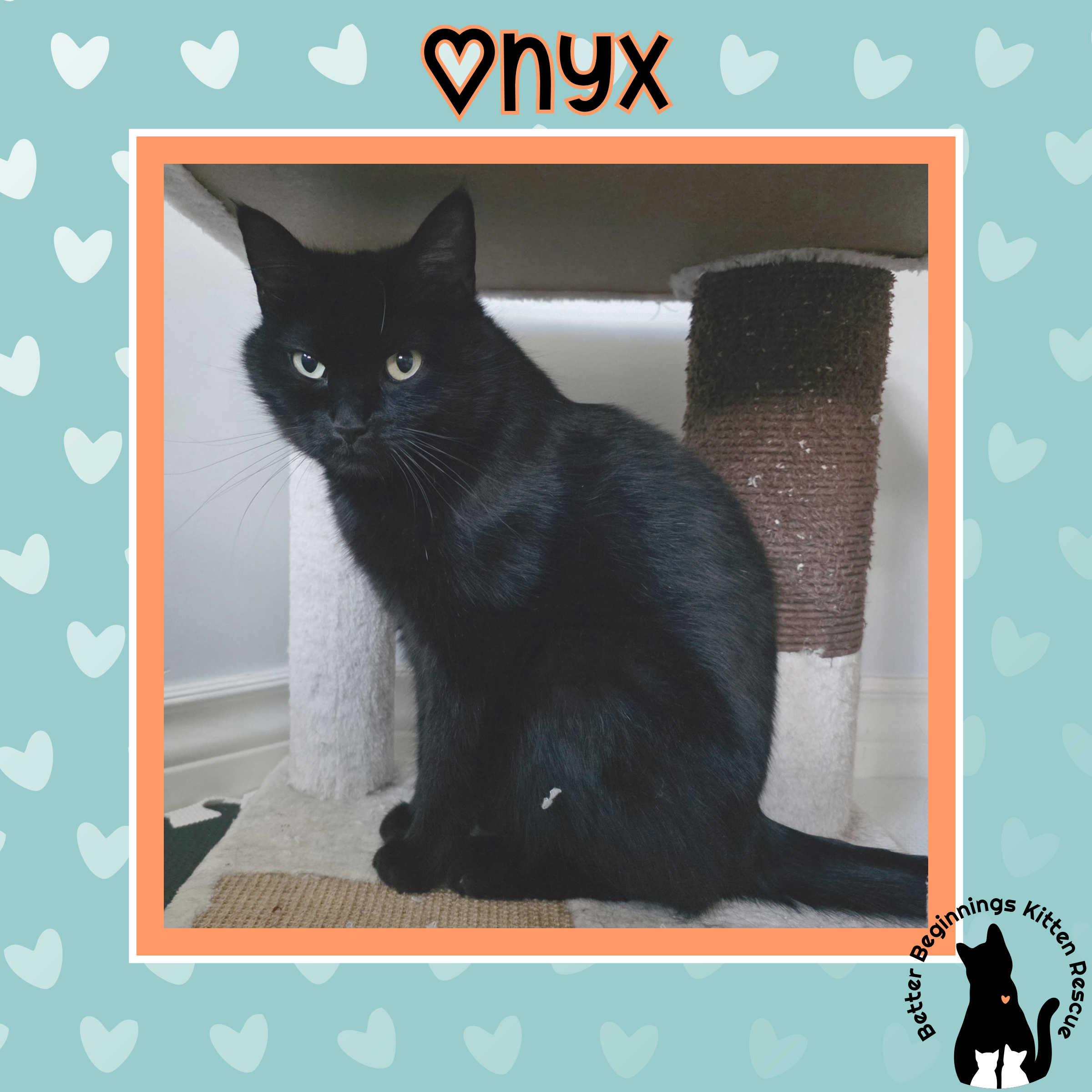 Onyx, a Adoptable mixed breed in Kamloops, BC image 5/6