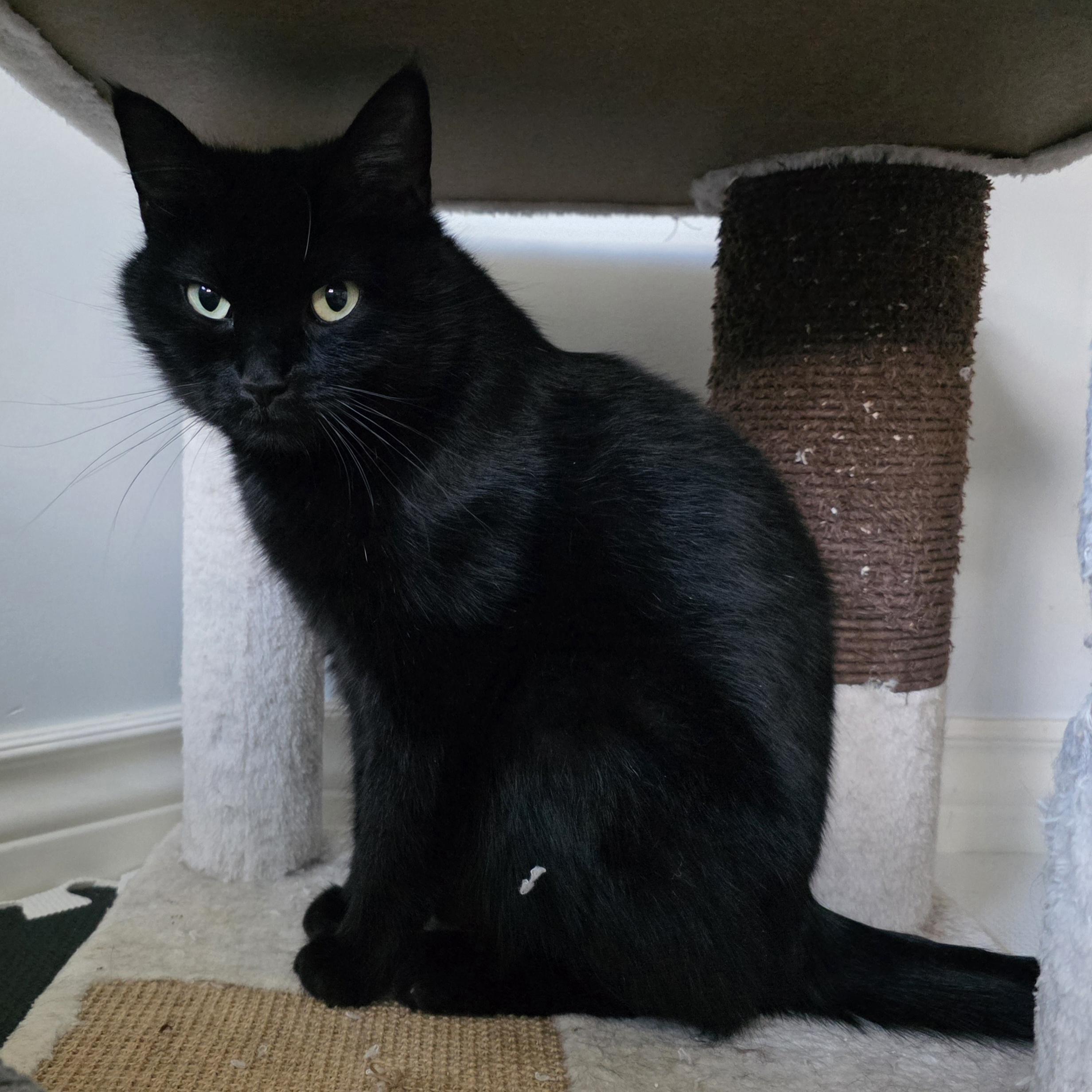 Onyx, a Adoptable mixed breed in Kamloops, BC image 6/6