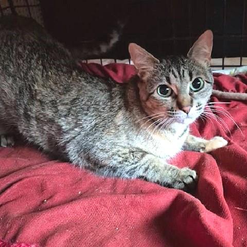 Vegan, ADOPTABLE, Adult Female Tabby.