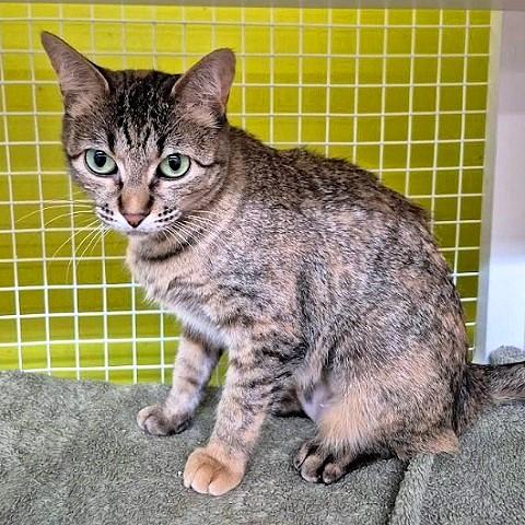Vegan, ADOPTABLE, Adult Female Tabby.