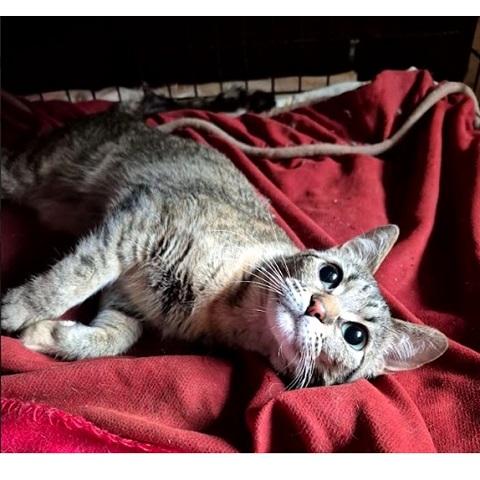 Vegan, a ADOPTABLE Tabby in Salt Lake City, UT image 2/2