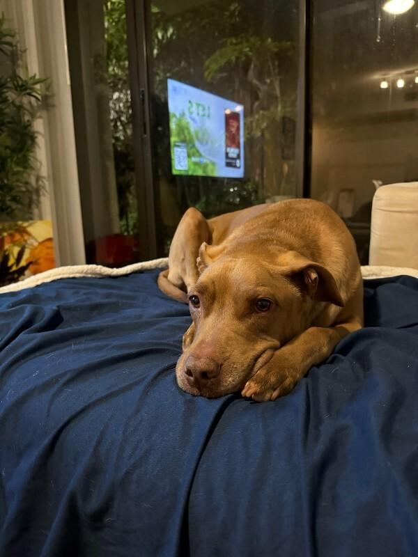 Enlarge Nikki, a Adoptable Mixed Breed in Miami, FL image 1/6