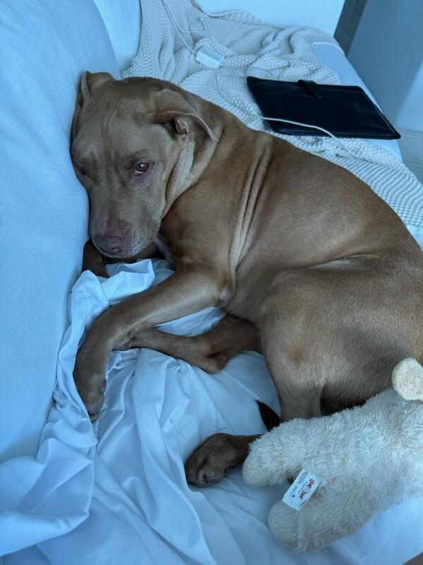 Enlarge Nikki, a Adoptable Mixed Breed in Miami, FL image 2/6