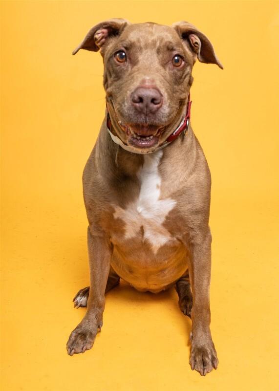 Enlarge Nikki, a Adoptable Mixed Breed in Miami, FL image 4/6