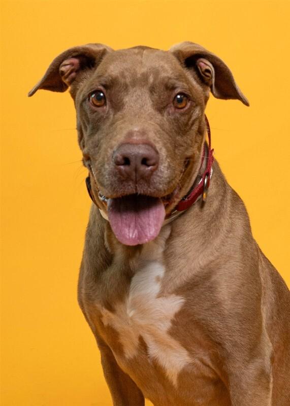 Enlarge Nikki, a Adoptable Mixed Breed in Miami, FL image 5/6