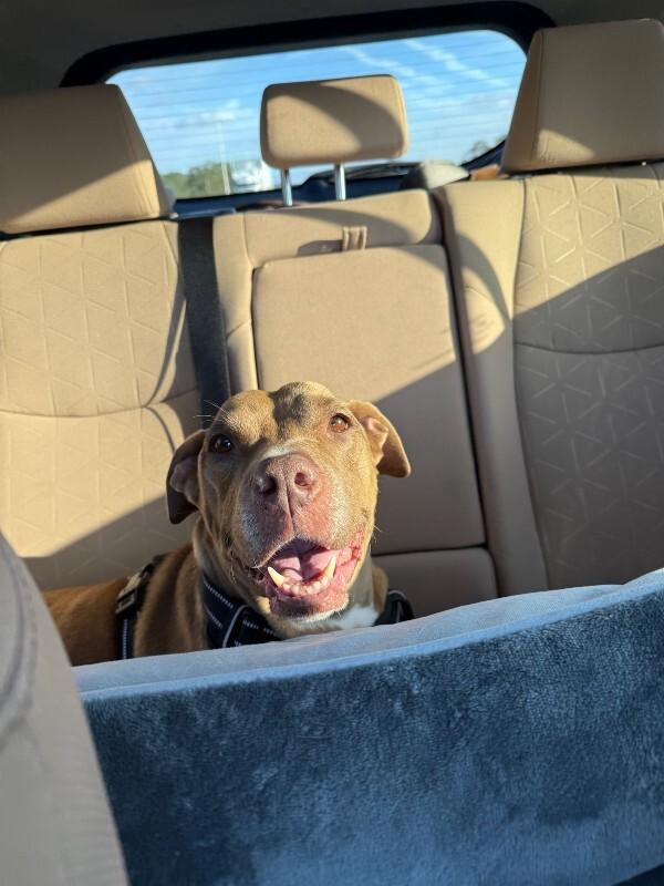 Enlarge Nikki, a Adoptable Mixed Breed in Miami, FL image 6/6