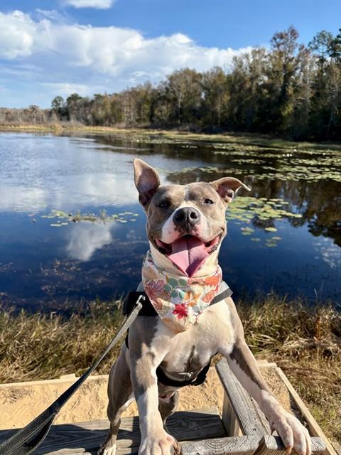 CRYSTAL, Adoptable, Young Female American Staffordshire Terrier & Mixed Breed.