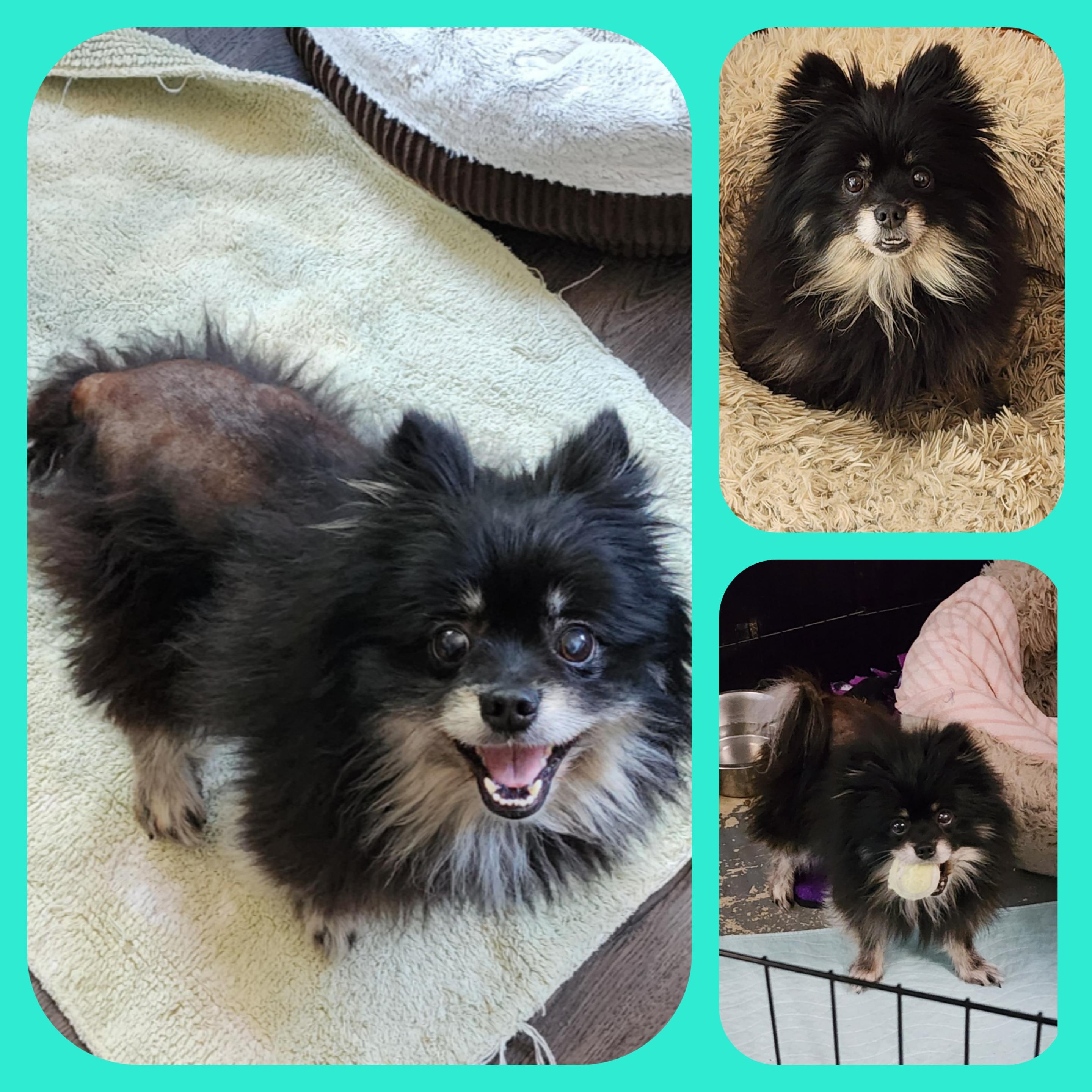 Bear Bear, Adoptable, Adult Female Pomeranian.