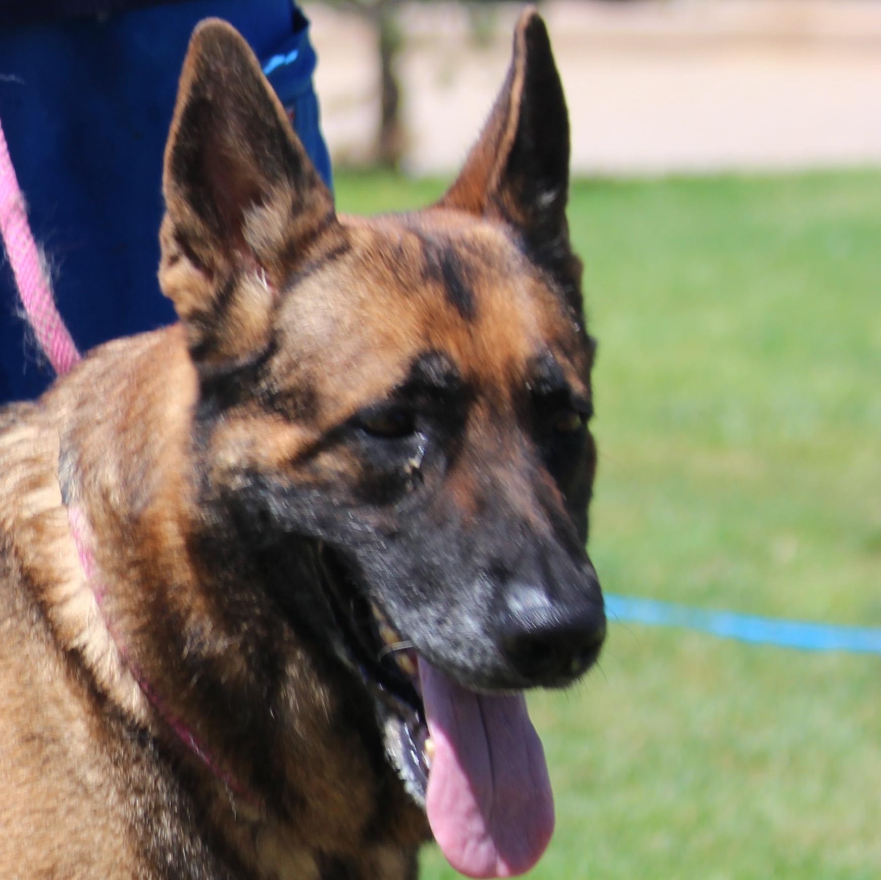 GOUDA  (CHEESE), an adoptable German Shepherd Dog in Pearce, AZ, 85625 | Photo Image 3