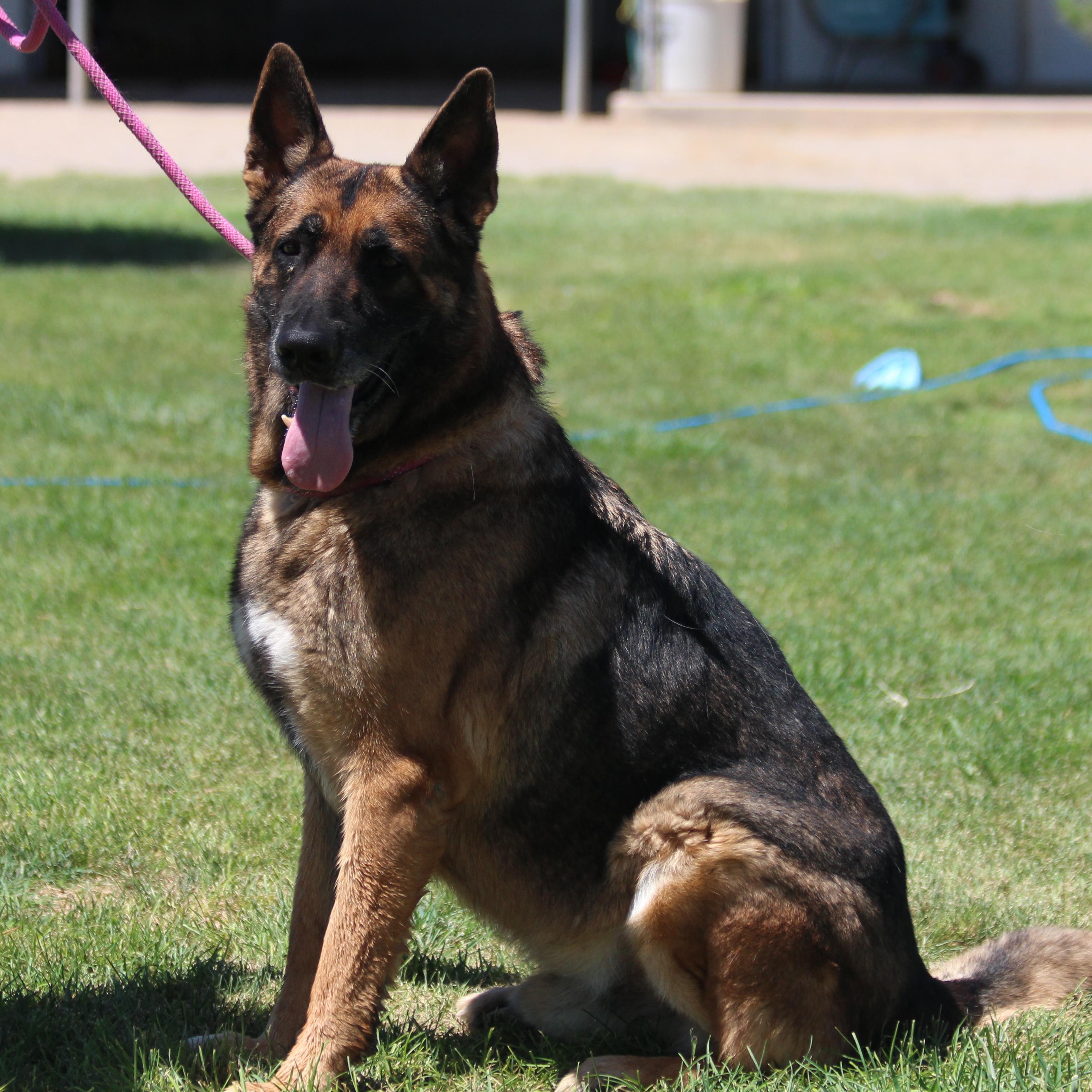 GOUDA  (CHEESE), an adoptable German Shepherd Dog in Pearce, AZ, 85625 | Photo Image 1