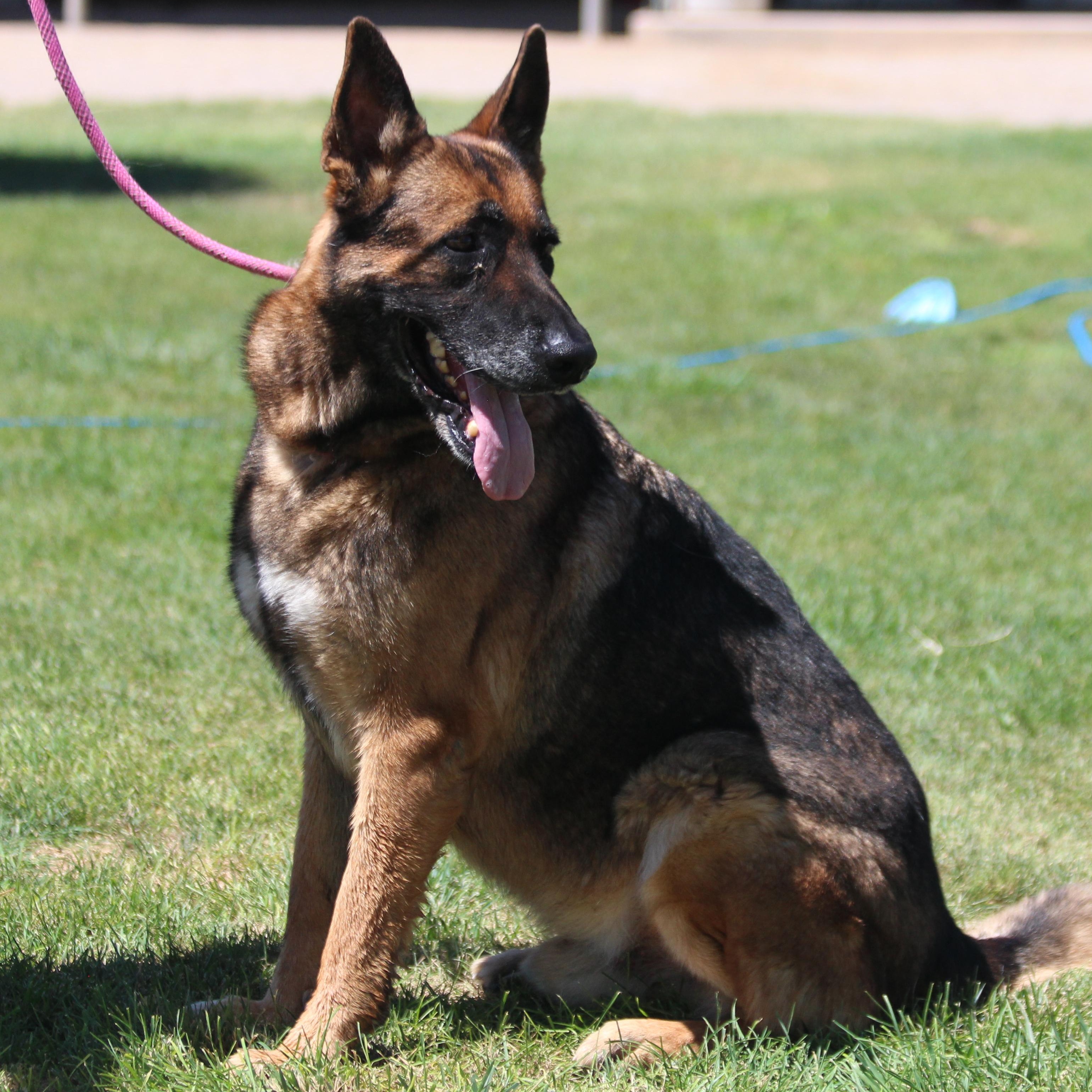 GOUDA  (CHEESE), an adoptable German Shepherd Dog in Pearce, AZ, 85625 | Photo Image 2