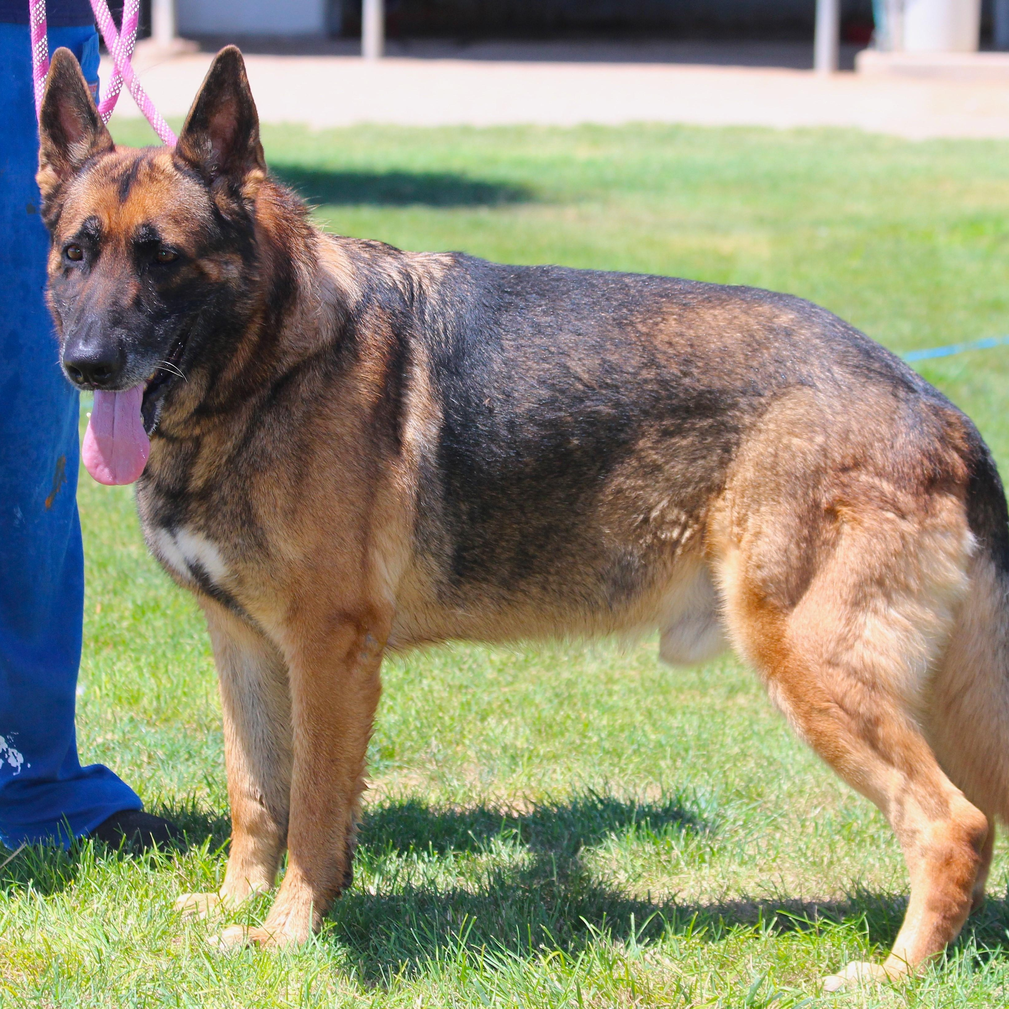 GOUDA  (CHEESE), an adoptable German Shepherd Dog in Pearce, AZ, 85625 | Photo Image 4